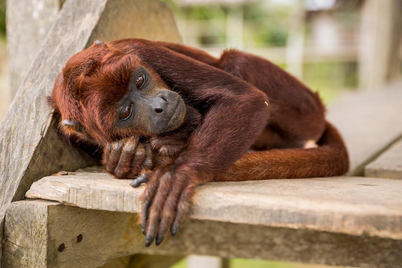 Irapay Amazon Lodge - Asociado Casa Andina Икитос Экстерьер фото